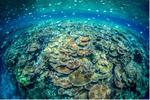 OBIS Partners with UNESCO's Marine World Heritage Sites in Global Project to Study Biodiversity